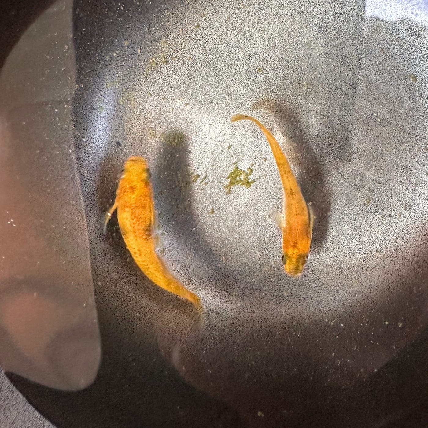 "Orange Patch" Medaka Rice Fish Eggs