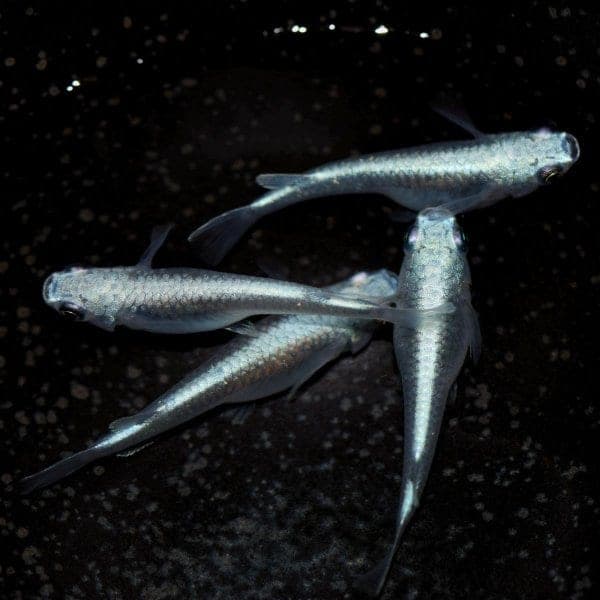 Silver "Miyuki" Medaka Rice Fish Eggs