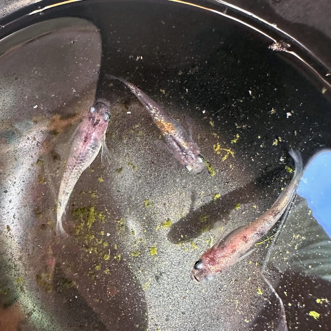 "Tri-Color Stardust" Medaka Rice Fish Eggs