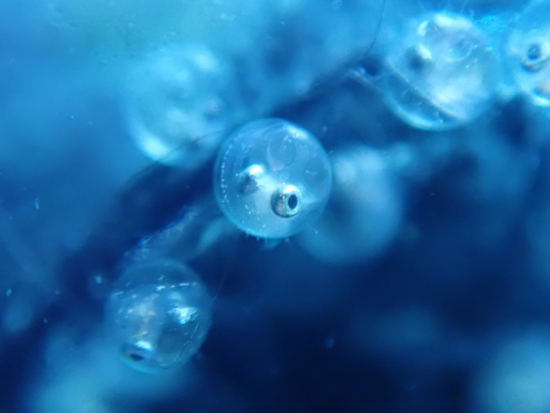 The Fascinating Life Cycle of Japanese Medaka Fish: From Tiny Eggs to Vibrant Adults