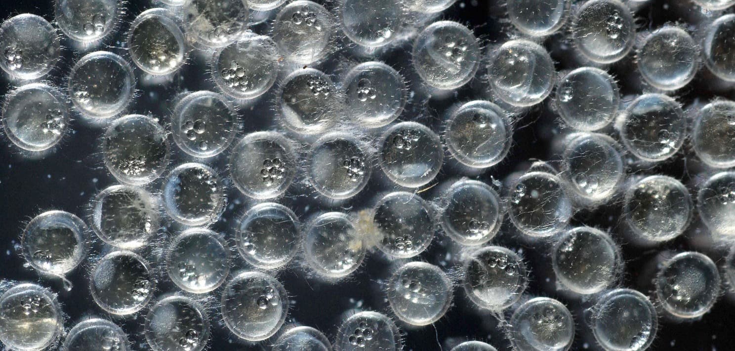 3 simple tips to increase the hatchability of Medaka eggs.
