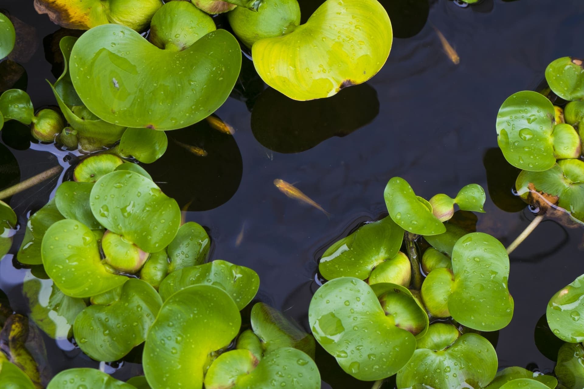 Medaka pond with floating water plants